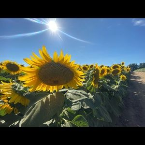 Meet your Posher, Yan